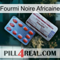 African Black Ant 36